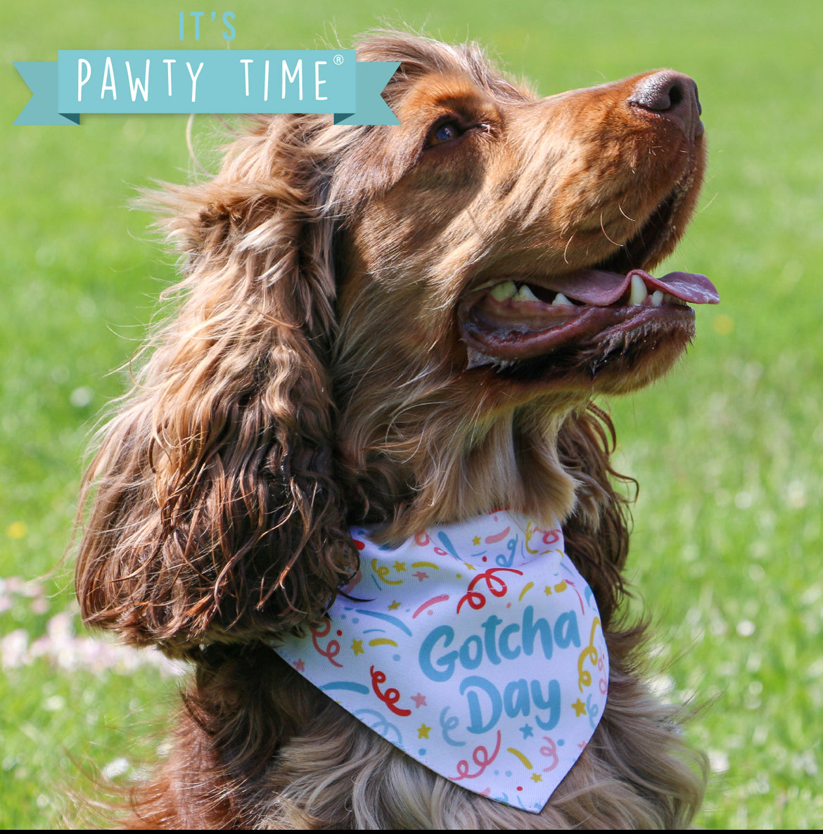 Ancol Gotcha Dog Bandana