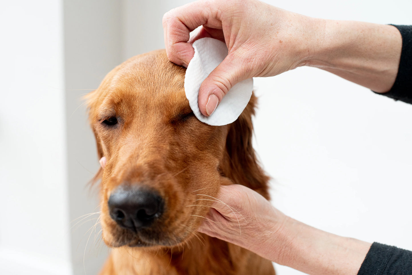 Pet Wiz Aloe Vera Eye Wipes for Cleaning Dogs And Cats