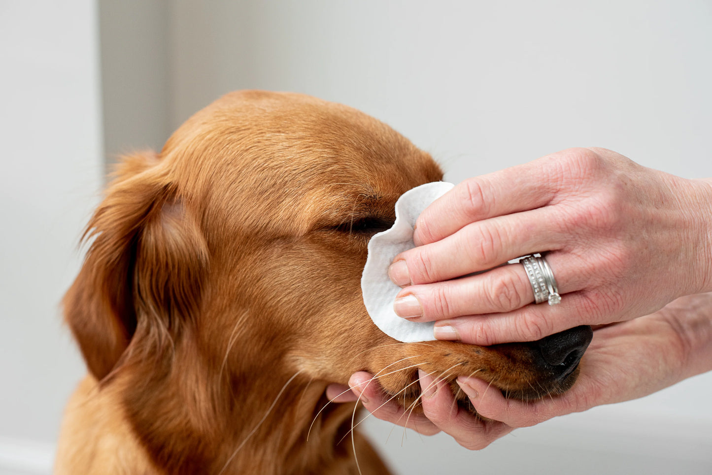 Pet Wiz Aloe Vera Eye Wipes for Cleaning Dogs And Cats