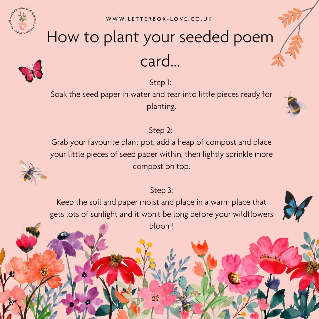 The Little Robin Seeded Card And Wish Bracelet
