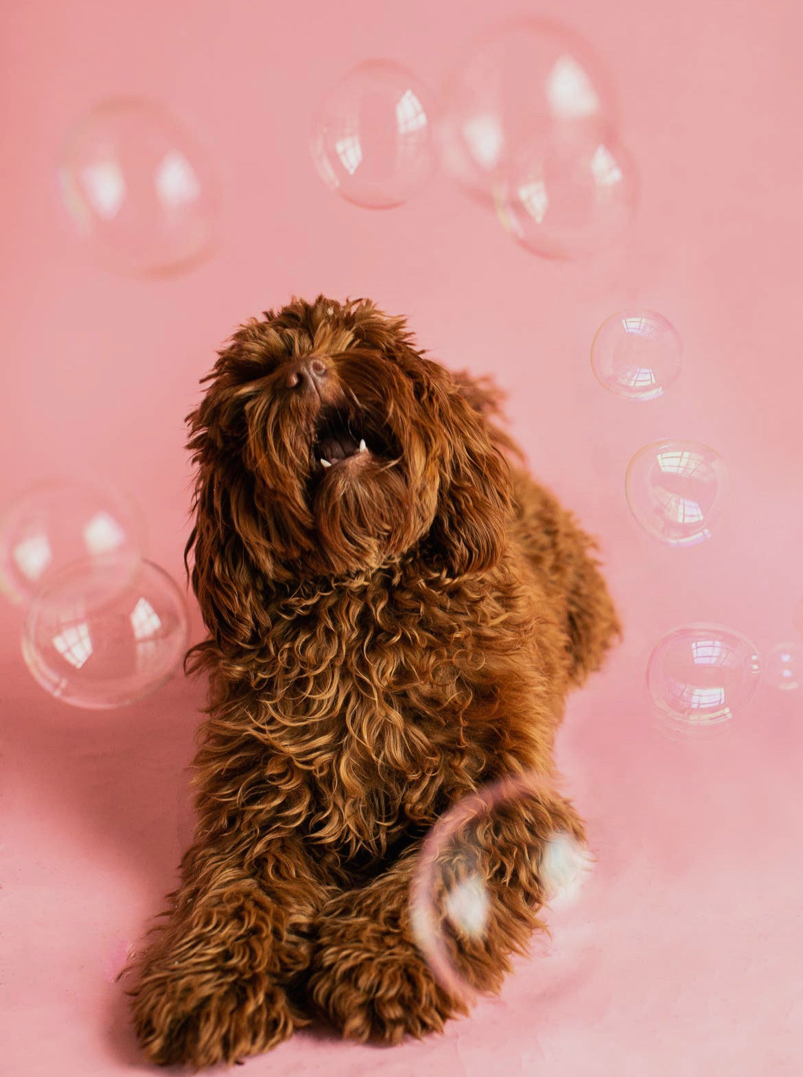 Meaty Bubbles - Smokey Bacon Flavour