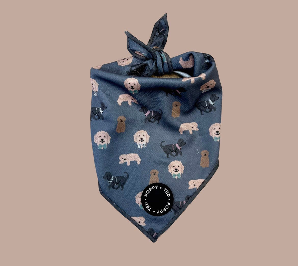 Poppy + Ted Bandana - Cockapoo/Cavapoo/Doodle Pattern