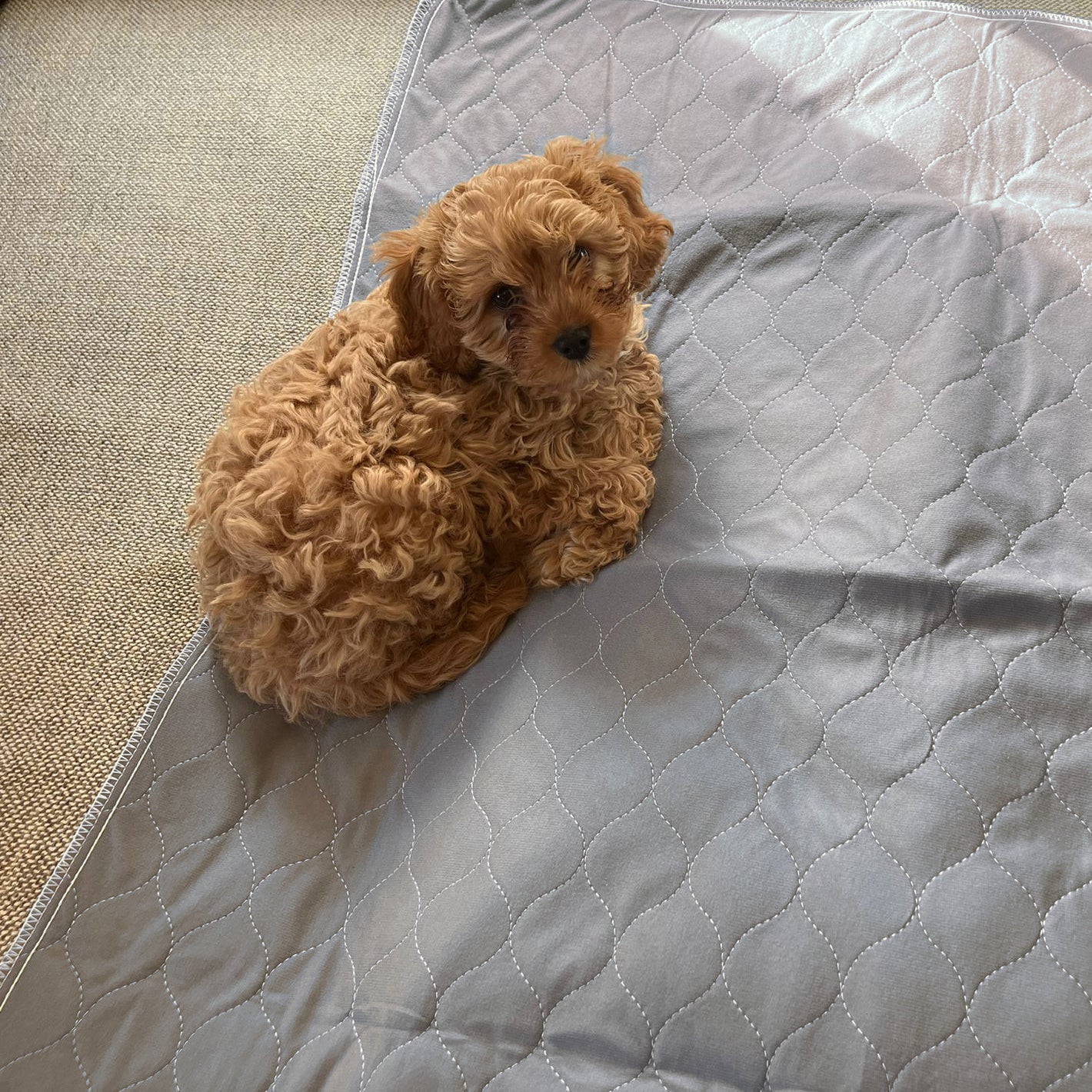 Pet Wiz Two Pack of Reusable And Washable Pet Pads - Large