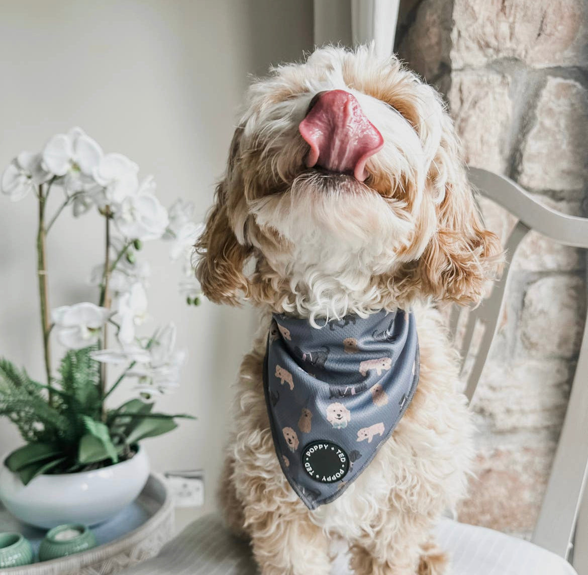 Poppy + Ted Bandana - Cockapoo/Cavapoo/Doodle Pattern