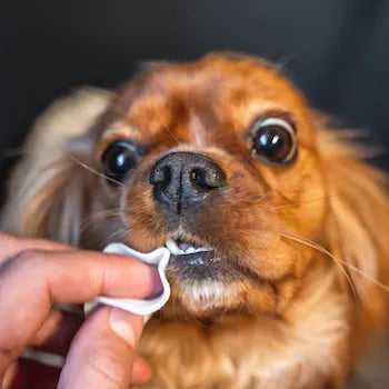 Dogslife Dental Cleaning Wipes