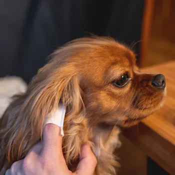 Dogslife Ear Cleaning Wipes